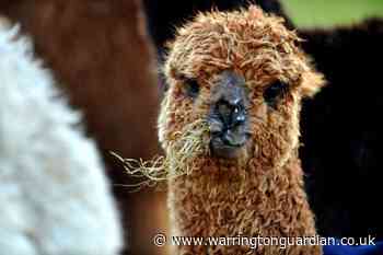 Emergency building used to save alpacas - Warrington Guardian