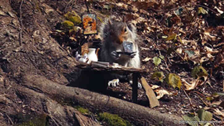 Carnegie Mellon University Artist Makes Video Of Squirrels Socially Distancing, Eating At Tiny Table