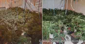 Two large city cannabis farms busted by police