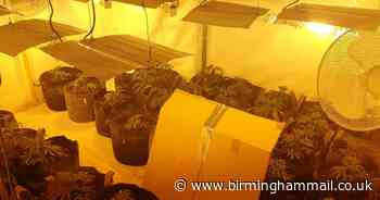 Arrest after machete and 200 cannabis plants found in home