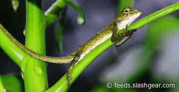 Researchers say that surfaces able to grip like gecko feet could be mass-produced