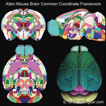 The first high-resolution 3D map of the mouse brain has been completed