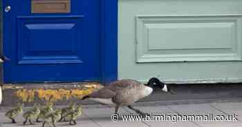 Gaggle of geese waddle through quiet city centre streets in lockdown