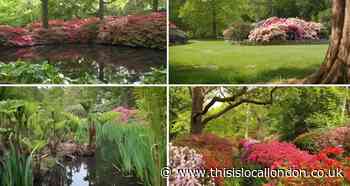 Royal Parks share stunning video of Isabella Plantation