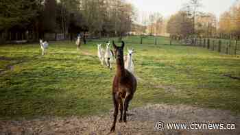 Can the blood of a llama named 'Winter' be used to protect against coronavirus?