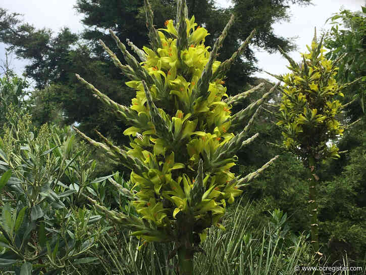 These are the big blooming surprises at South Coast Botanic Garden