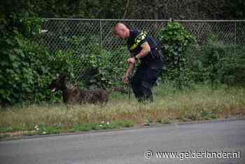 Politie houdt automobilist om bedreiging en zoekt met hond in Nijmegen