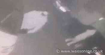 Thieves terrorising street are caught on camera in the early hours - Wales Online