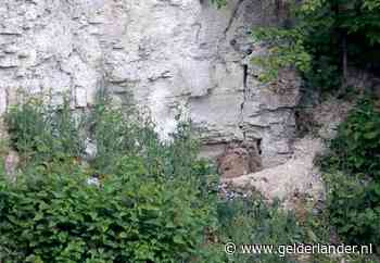 Drie jonge oehoe’s in de steengroeve bij Winterswijk