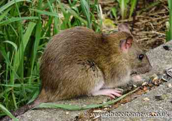 Concerns raised after reports of rats in Astley Bridge - The Bolton News