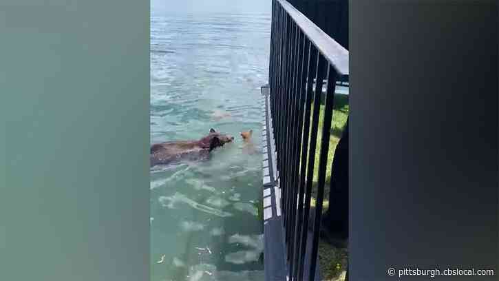 A Mama Bear Was Caught On Camera Rescuing Her Cubs