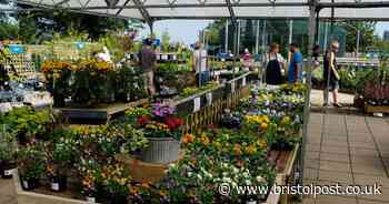 The Bristol garden centres which plan to reopen on Wednesday