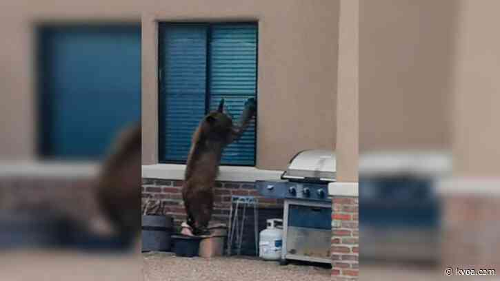 Several bear sightings in Vail sparks call for awareness