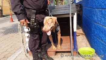 Conozca a "Rex", el perro policía de la Subdelegación de Tonacatepeque - Diario La Página - Diario La Página