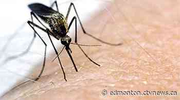 Good news for Edmonton's spring mosquito season - CTV News