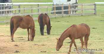 Equine therapy riders in Edmonton face impacts of COVID-19 restrictions - Global News