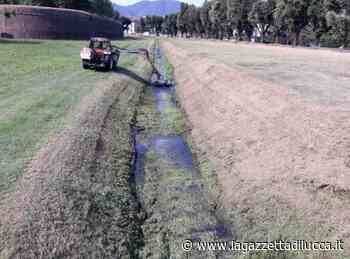 Per Lucca e i suoi paesi: "Un errore non falciare l'erba sui bordi dei fossi degli spalti" - La Gazzetta di Lucca