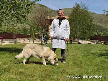 Perché il nostro cane bruca l'erba? Quando devo preoccuparmi? A cosa prestare attenzione? - AbruzzoLive