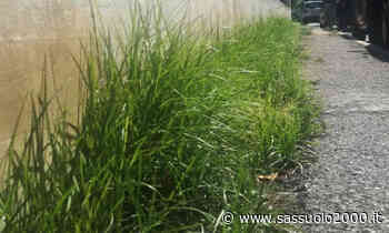 Via l'erba dai marciapiedi e dalle aree pavimentate di Bologna, da oggi sono ricominciati i lavori interrotti a causa del coronavirus - sassuolo2000.it - SASSUOLO NOTIZIE - SASSUOLO 2000