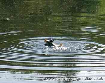 What a catch - seal tucks into massive fish on Mersey