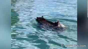 Watch mother bear perform water rescue for her cub