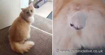 Cat had to have tail amputated after hiding in recliner during Clap for Carers