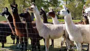 Figment Ranch in Cypress gives animals second chance at life