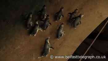 Penguin parade turned into race by BBC Sport commentator