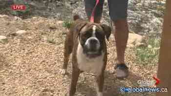 Who will be the president of the Mill Creek Ravine off-leash area?