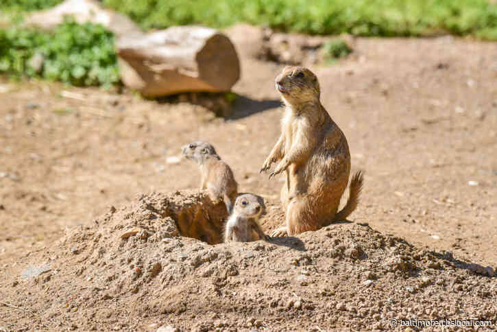 New Prairie Dog Pups Make Debut At Maryland Zoo