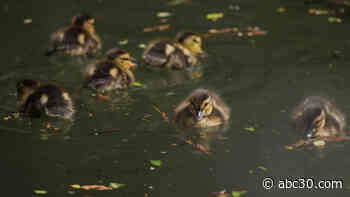 Professor takes care of campus ducklings during COVID lockdown