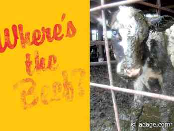 Wendy's and PETA offer divergent takes on America’s meat shortage in print ads