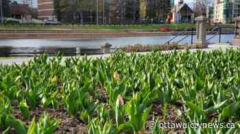 Frost Advisory issued for Ottawa and eastern Ontario - CTV News Ottawa