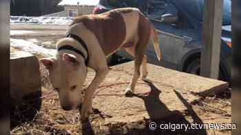 Dog taken from Chestermere foster home by people claiming to have adopted the animal - CTV News