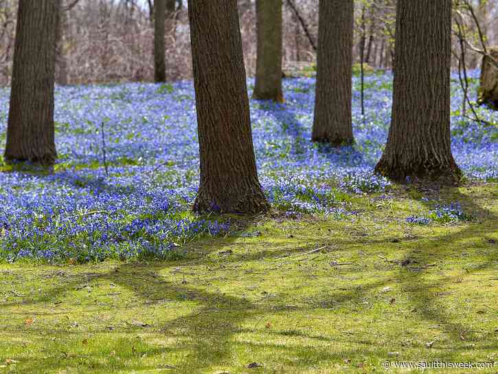 Permission granted – don’t cut the lawn until June