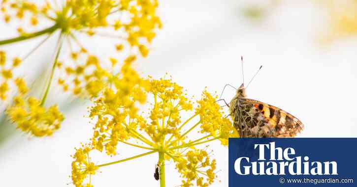 ‘It’s like nothing else’: insect swarms on Cyprus reveal incredible journeys