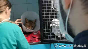 Volpe ferita sul raccordo: Foxy salvata e curata dalla polizia stradale