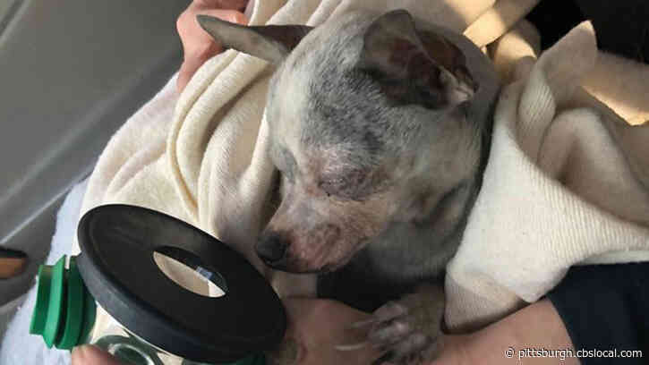 Dog Rescued By Brownsville Firefighters Recovering With Oxygen Treatment