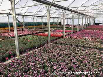 Garden centres prepare to re-open