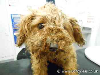 RSPCA launches appeal as owners abandon pets in lockdown