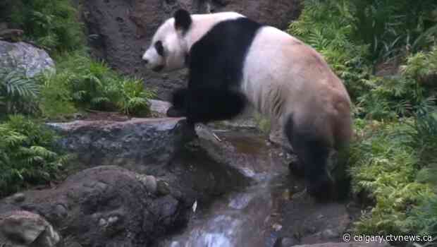 Calgary Zoo's giant pandas being returned to Asia over bamboo supply concerns