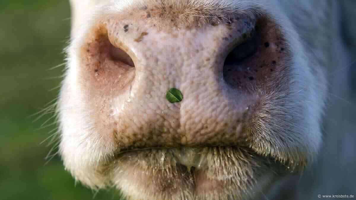 Kuh bricht auf Schlachthofgelände in Buchloe aus und geht auf Menschen los | Kaufbeuren - Kreisbote