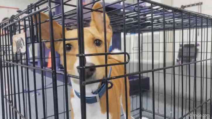 Puppies in the Pandemic: Demand for dogs skyrockets