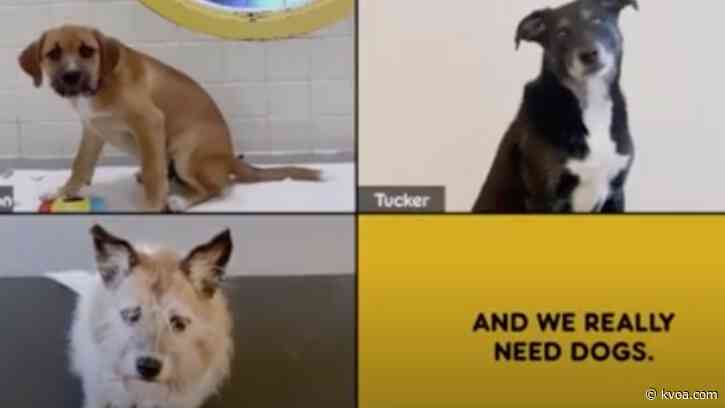 Pedigree hosting dog adoptions via Zoom