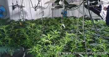 Police discover two-storey cannabis farm inside Wallsend property