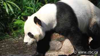 Calgary Zoo to ship giant pandas back to China early due to difficulty getting bamboo during pandemic