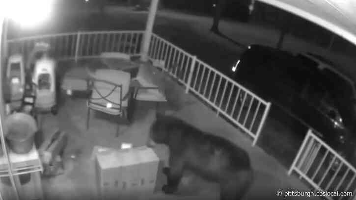 WATCH: Butler Co. Family’s Security Camera Catches Curious Black Bear Checking Out An Amazon Delivery