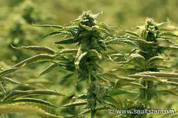 Driver asks border guards for pot