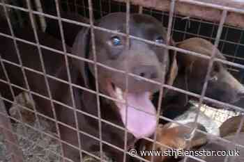 Over a dozen dogs rescued from cages - St Helens Star
