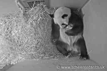 Tiny panda cub makes appearance - St Helens Star